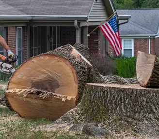 Tips For Hiring a Tree Removal Company