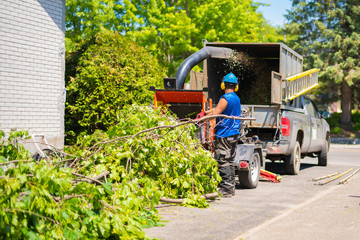Reasons to Hire a Tree Service