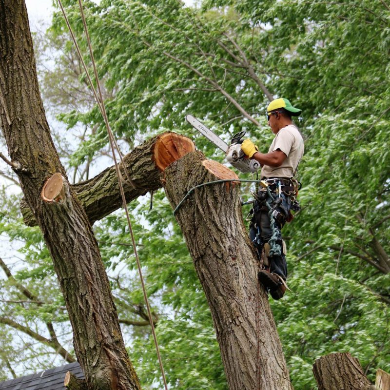 Reasons to Hire a Professional Arborist for Tree Trimming